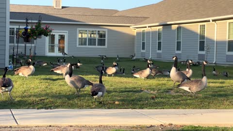 Canadian Geese Outside a Building