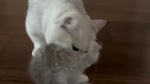 A Mother's Love: Cat's Protective Instincts on Full Display