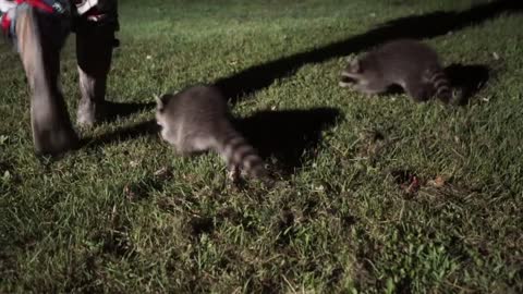 Being followed by baby raccoons