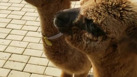 alpaca