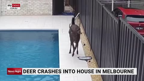 Deer crashes through Melbourne backyard