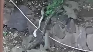 Mongooses fight back against a python