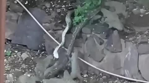Mongooses fight back against a python
