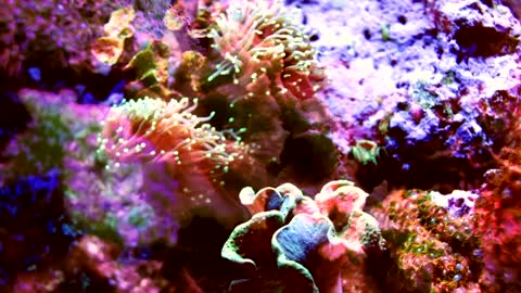 Multicolored coral shot with fish projections