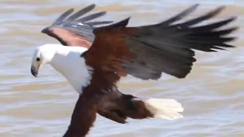 With the technique of slow photography, lightly and skillfully, the African Fish Eagle
