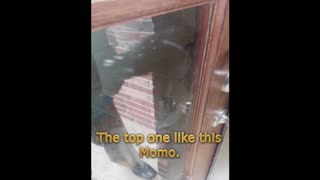 Dog Can Lock and Unlock Front Door