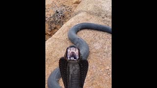 Cobra spitting at the cameraman