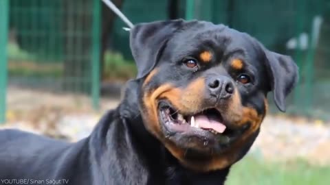 14 Most Aggressive Guard Dogs in the World, this is insane.