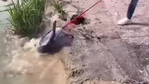 Amazing fish catch