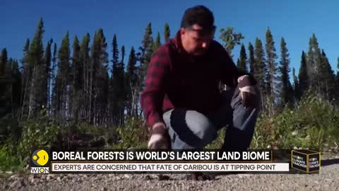 WION Climate Tracker_ Boreal forest sees sharp decline in Reindeer population _ World News _ WION