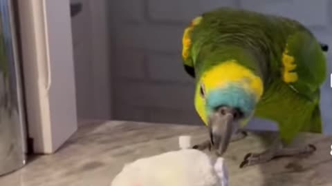 Hilarious Parrot's Playtime: Epic Battle with Fake Chicken