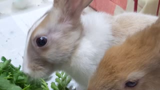 My Pet Bunnies eating their veggies