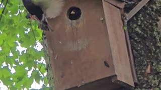 A bird flies in slow motion towards a birdhouse with food.