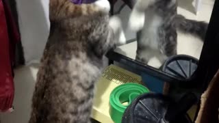 Cat Paws at Herself in the Mirror