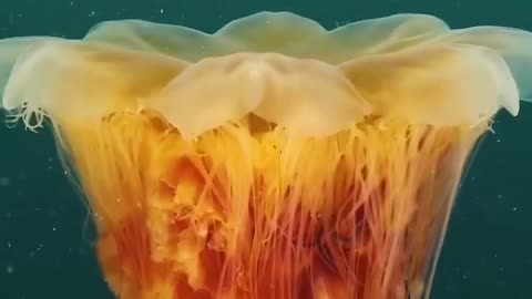 Cyanea striped is one of the largest jellyfish on the planet