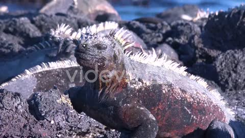 Marine iguanas bask in the sun in the Galapagos Islands Ecuador