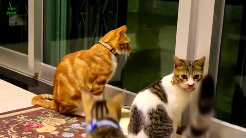 Funny cat and kittens meowing compilation