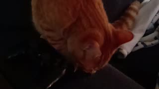 CAT EATS A CARROT 🥕