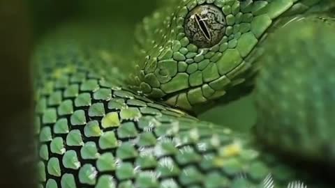 Green beautiful snake /#beautifullsnake / snake shorts vedio #snake #cobra #kingcobra