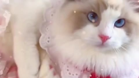 cute kitten cute kitten🐱🐱🐱🐱