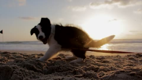 Puppy play in water