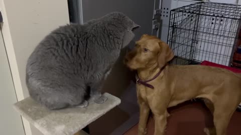 Merlin the Cat stands his ground to Rosie the Vizsla