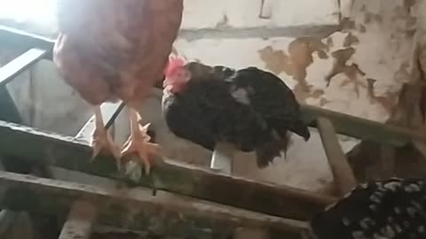 Chicken coop, funny birds 🐔🐓🐤
