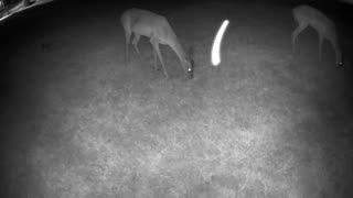 Relaxing video of Whitetail deer in my Cypress TX neighborhood