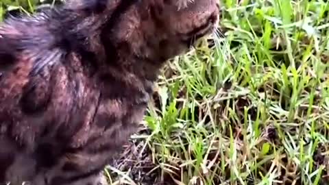 Bengal Cat Argues with his Hooman