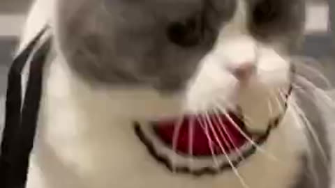 Cat dancing 1