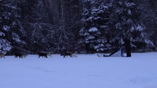 Dog Sledding, Fairbanks Alaska