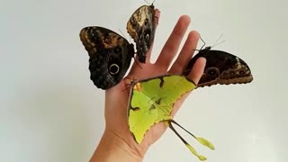 A Handful of Butterflies