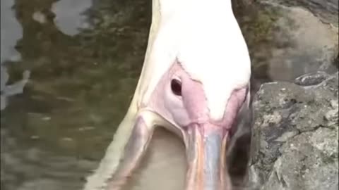 Pelicans Will Eat Anything!