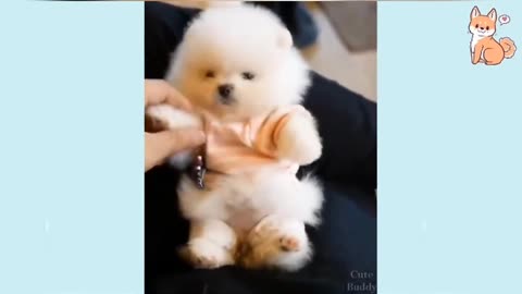 Funny Cute Dogs