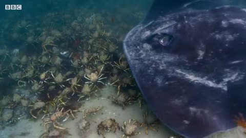 Stingray Ambushes Army Of Crabs | Blue Planet II | BBC Earth
