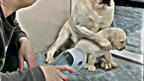 मां का प्यार _shorts _doglover_dog_pet_dogvideo_c... mother the best