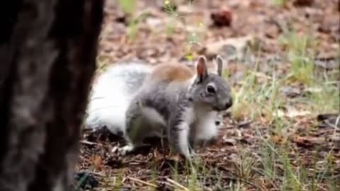 TOTES ADORBS BABY ANIMALS!!!