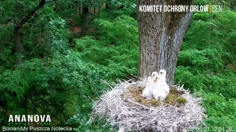 Grim Moment Hawk Snatches Stork Chick From Nest