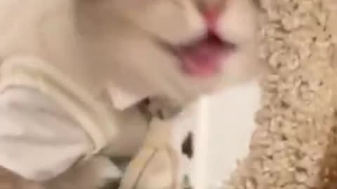 Emotional cat video ____ viral video