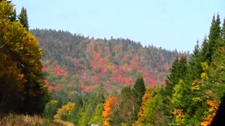 Fall Foliage