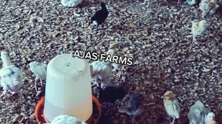 chicken rearing