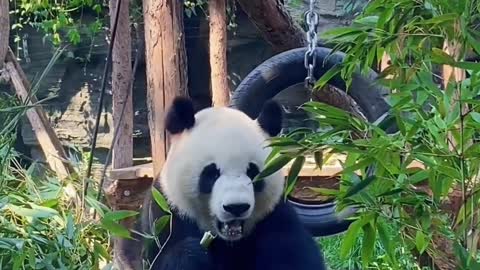Two lovely pandas are leisurely eating bamboo