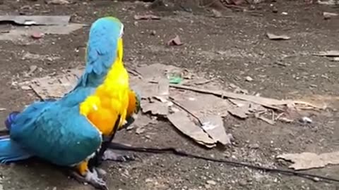Funny cockatiel macaw parrot bird, love story