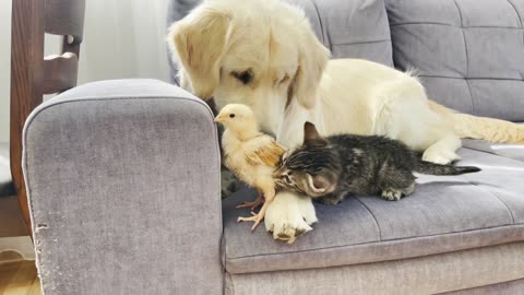 Cute baby animals friendship🐶😺🐤✨