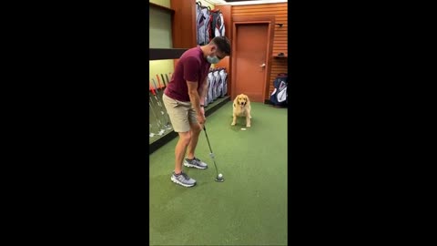 Dog Helps Man to Take Shot While Playing Golf