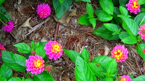 Lantana