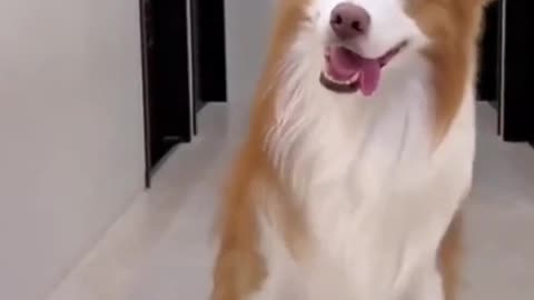 dogfunnyvideo...