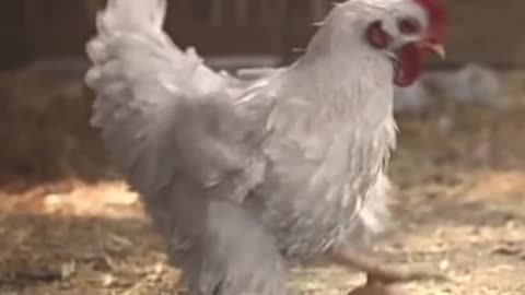 Chiken Got Moves