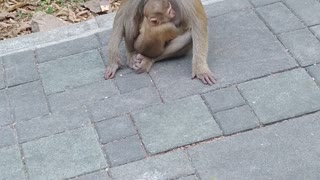 Baby monkey with mother in Thailand