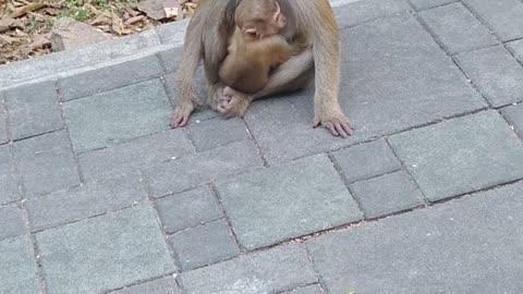 Baby monkey with mother in Thailand